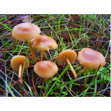 Мицелий Опенка лугового / Луговик (Marasmius oreades)